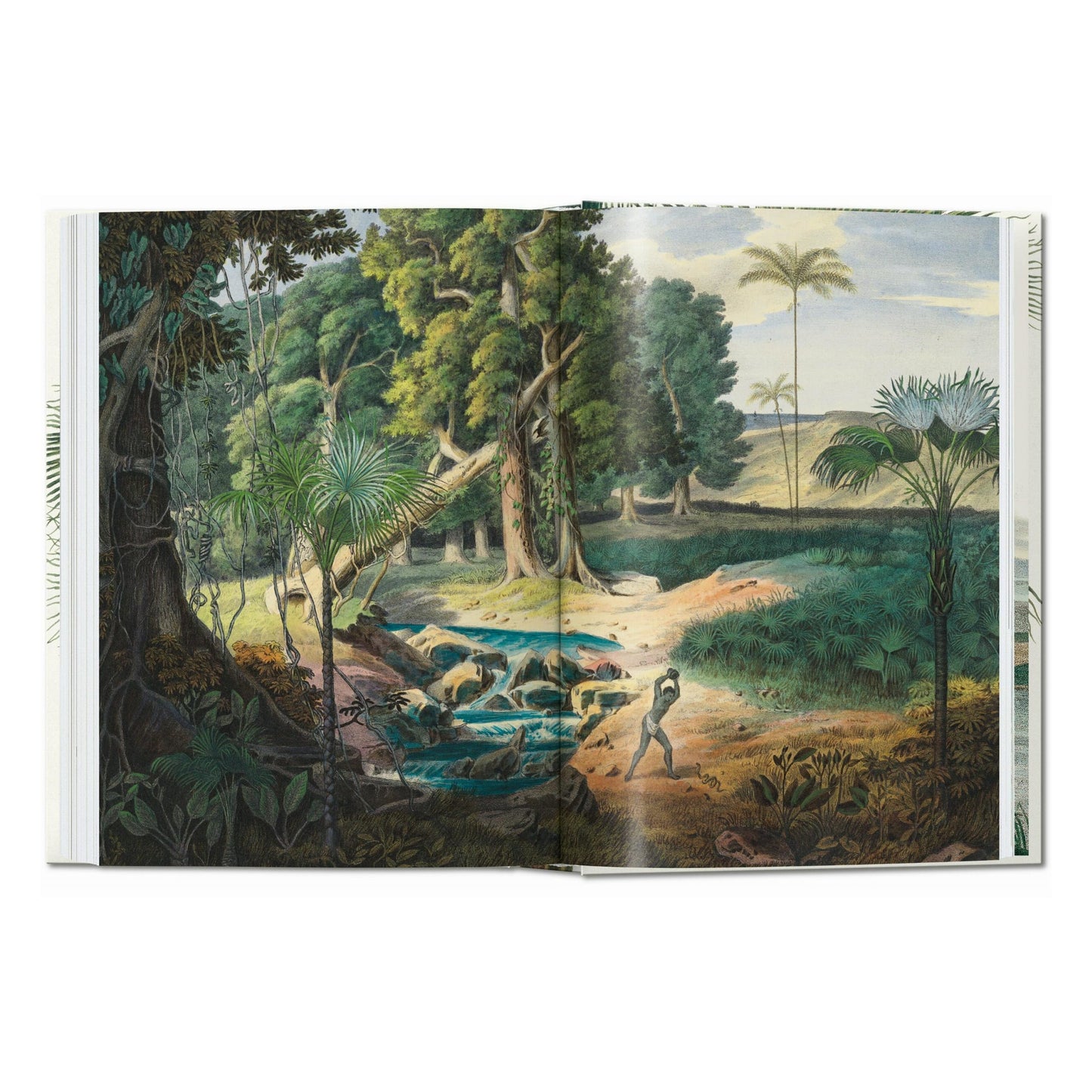 Martius. The Book of Palms. 45th Ed. (German, French, English)