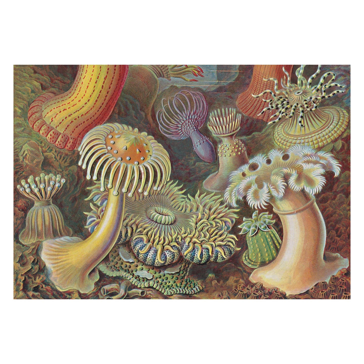 The Art and Science of Ernst Haeckel. 45th Ed. (English)