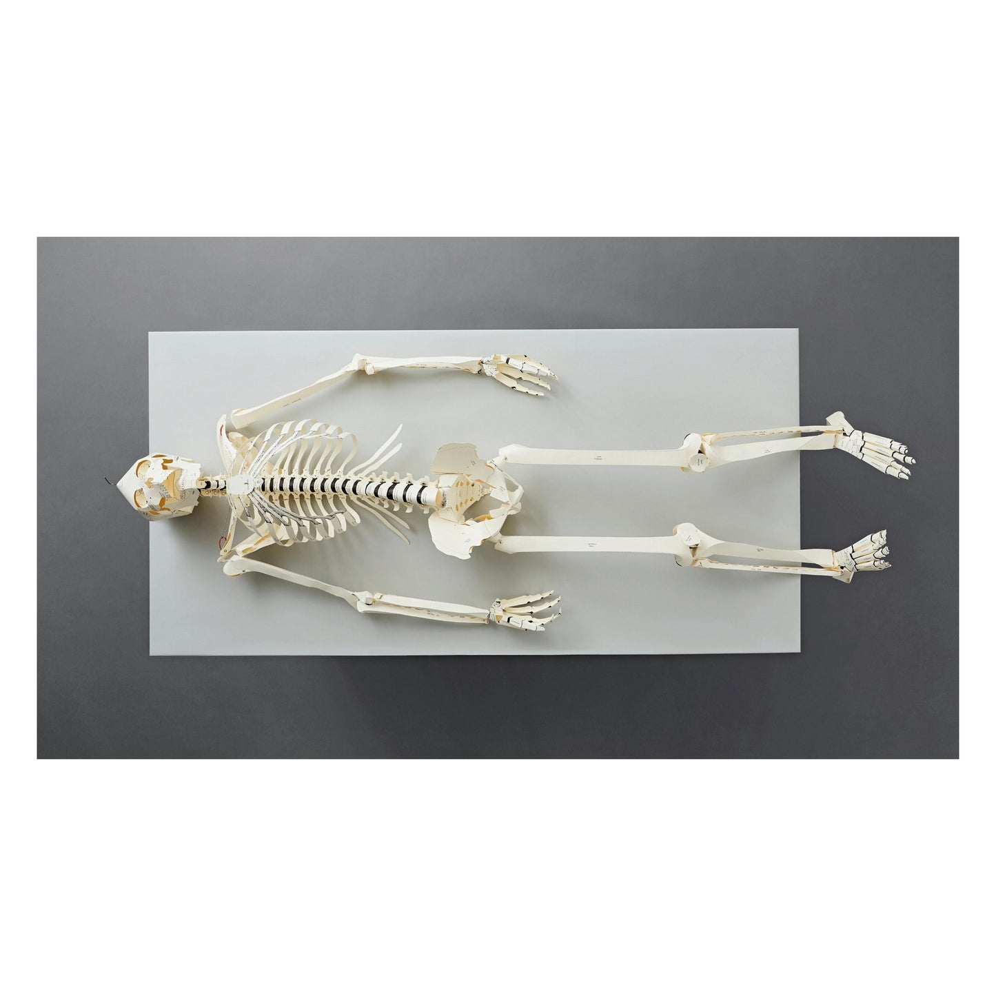 Build Your Own Human Skeleton (German, Spanish, French, English, Italian)