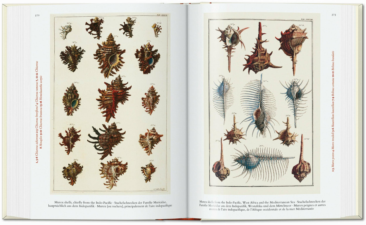 Seba. Cabinet of Natural Curiosities. 40th Ed. (German, French, English)