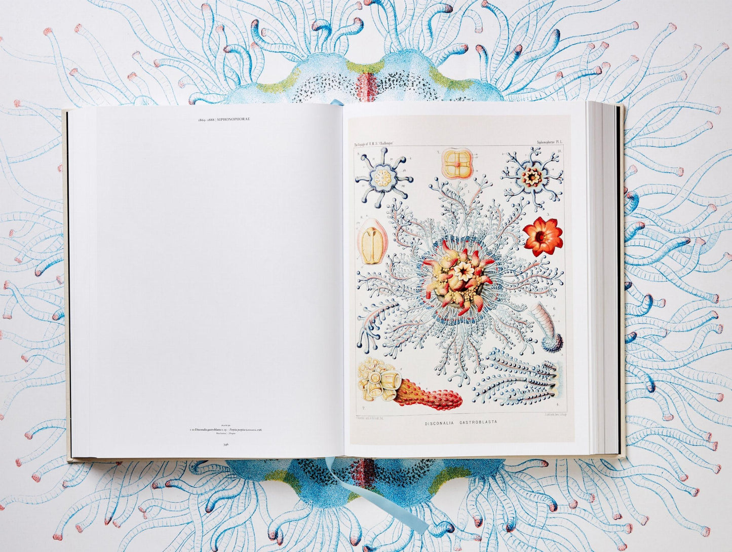 The Art and Science of Ernst Haeckel (German, French, English)