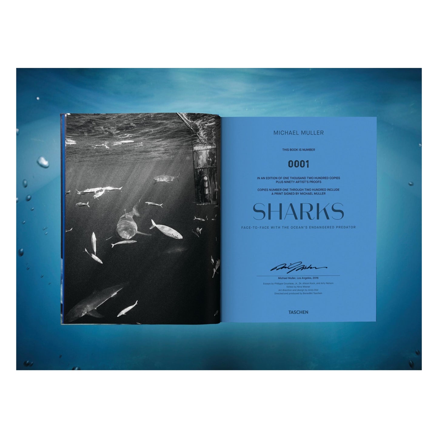 Michael Muller. Sharks (English) (AP)