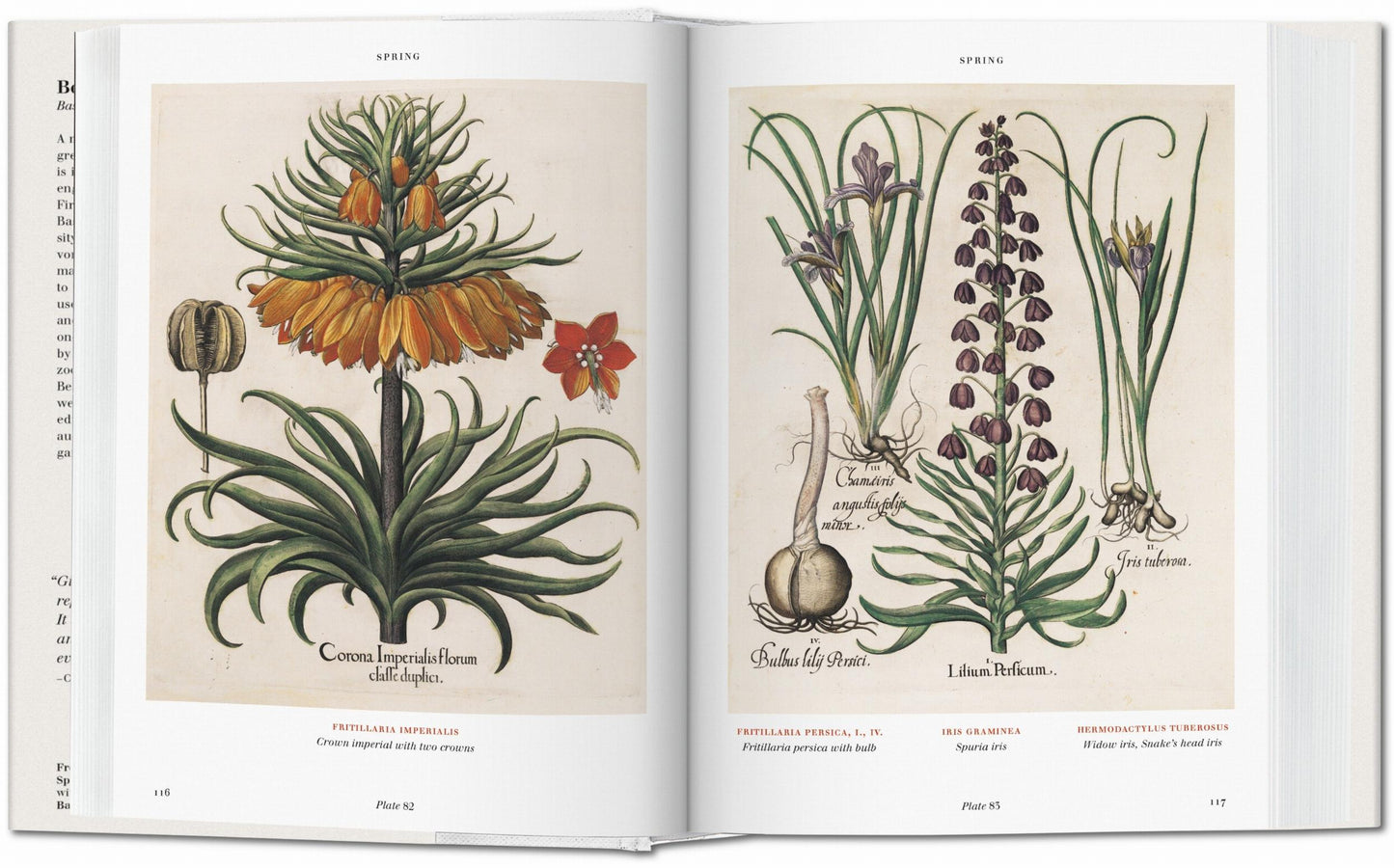 Basilius Besler. L'Herbier. Hortus Eystettensis (French)