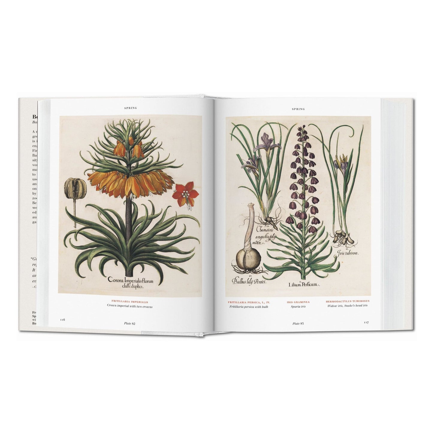 Basilius Besler. Florilegium. The Book of Plants (English)