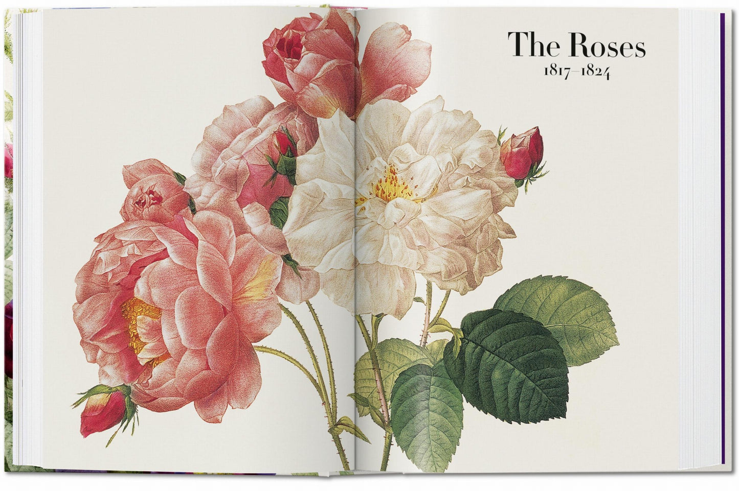 Redouté. The Book of Flowers. 40th Ed. (German, French, English)