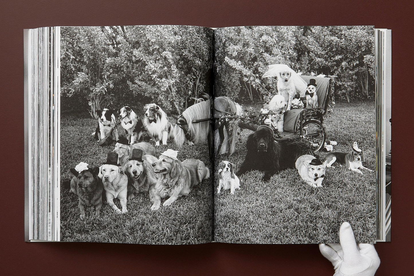 Bruce Weber. The Golden Retriever Photographic Society. Art Edition No. 1–100 ‘Little Bear Ranch, Montana, 1996’ (German, French, English) (SA)