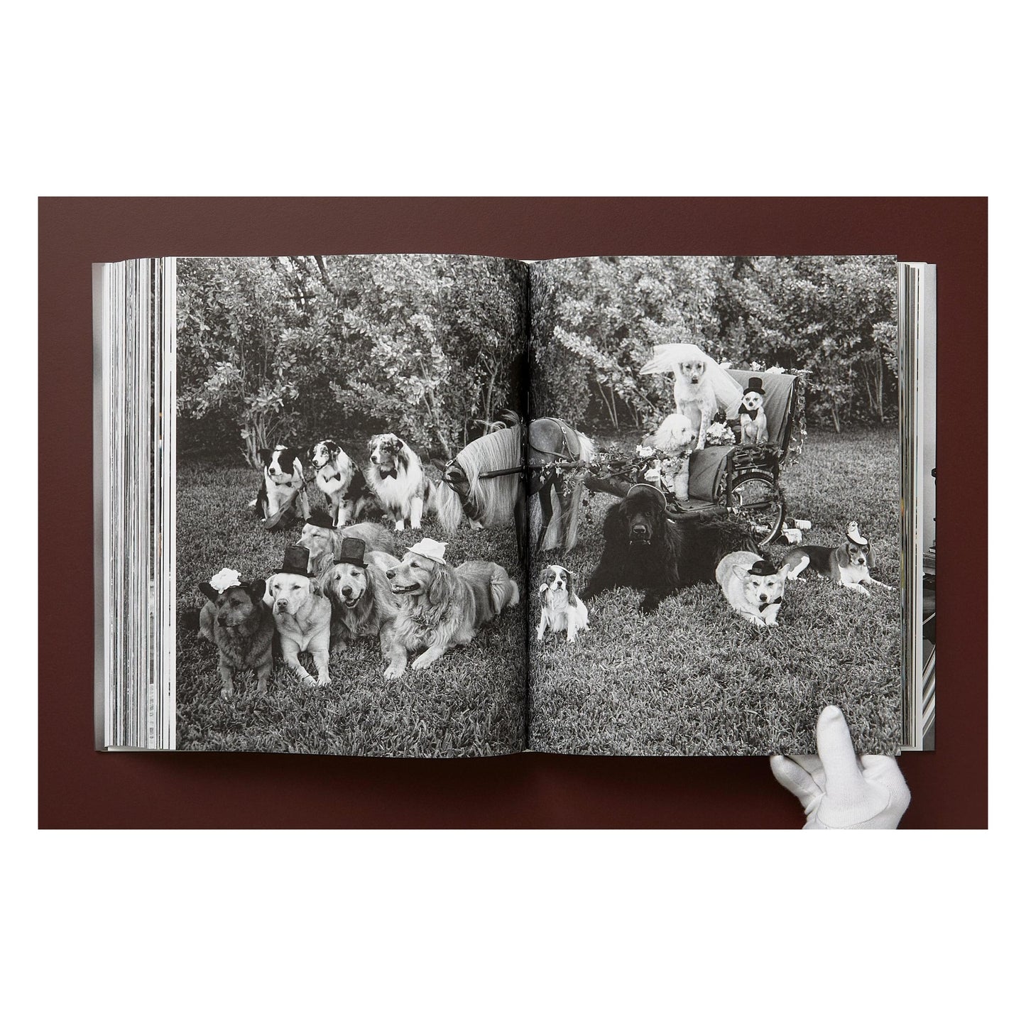 Bruce Weber. The Golden Retriever Photographic Society. Art Edition No. 1–100 ‘Little Bear Ranch, Montana, 1996’ (German, French, English) (AP)