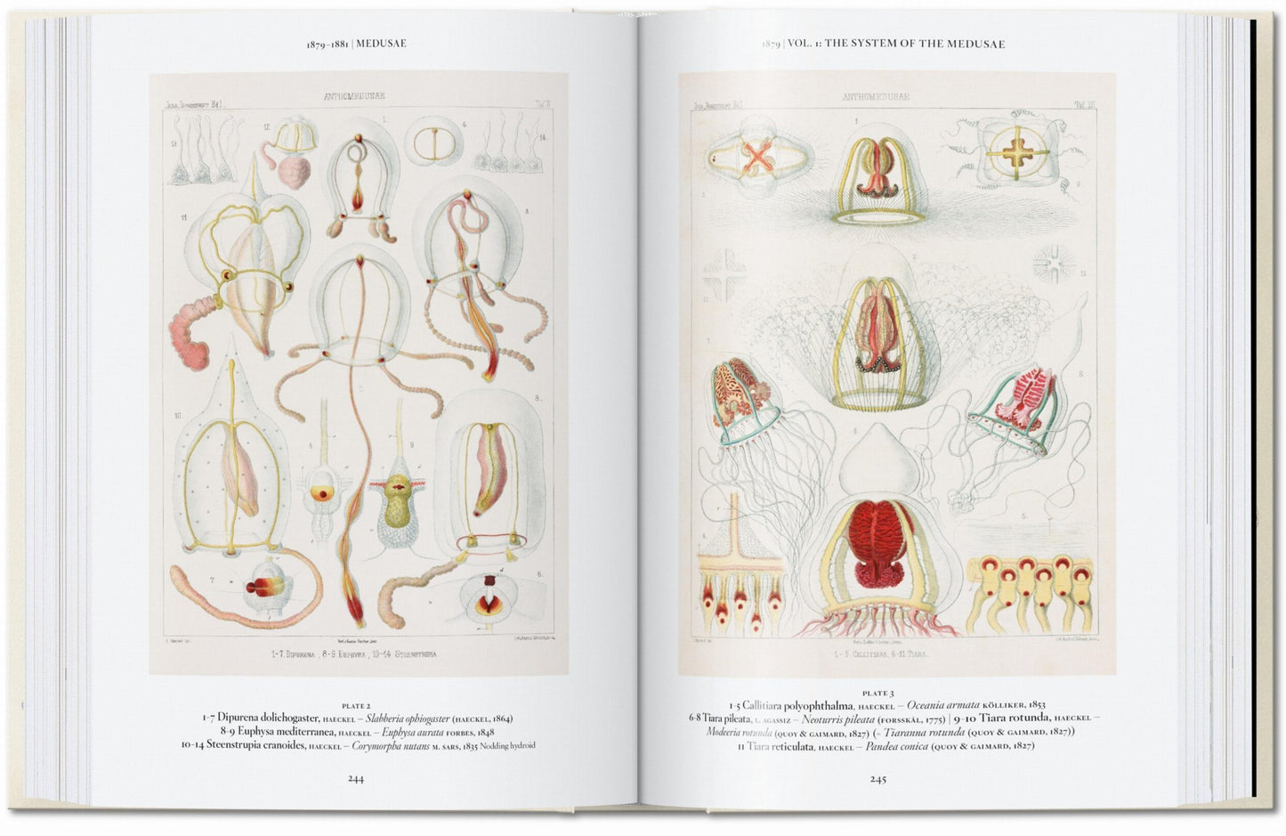 The Art and Science of Ernst Haeckel. 40th Ed. (English)