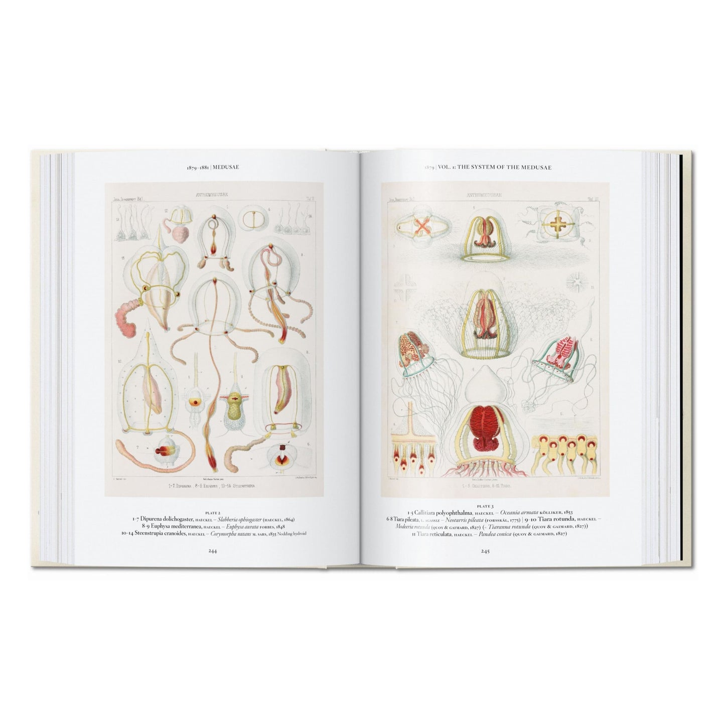 The Art and Science of Ernst Haeckel. 45th Ed. (English)