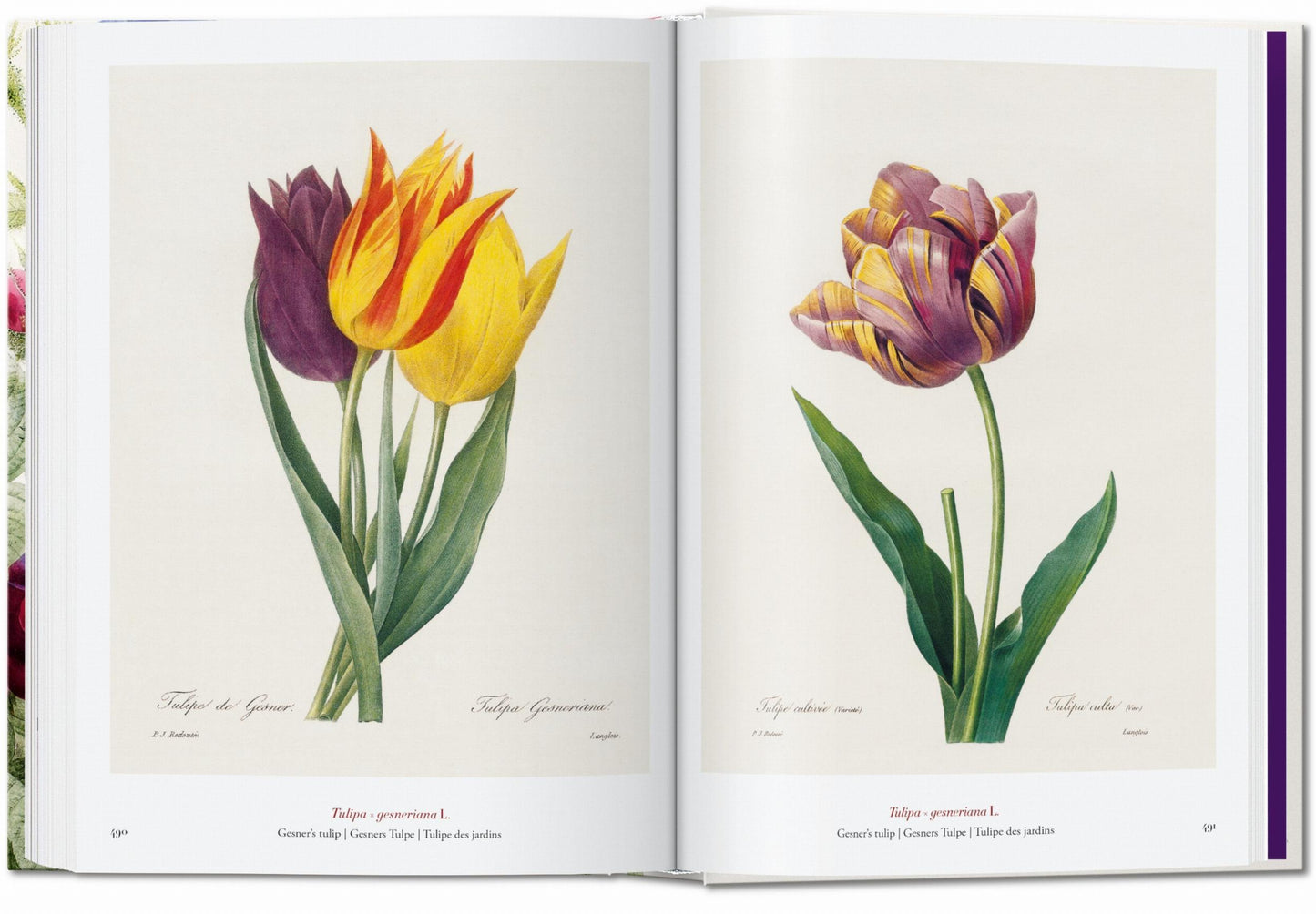 Redouté. The Book of Flowers. 40th Ed. (German, French, English)