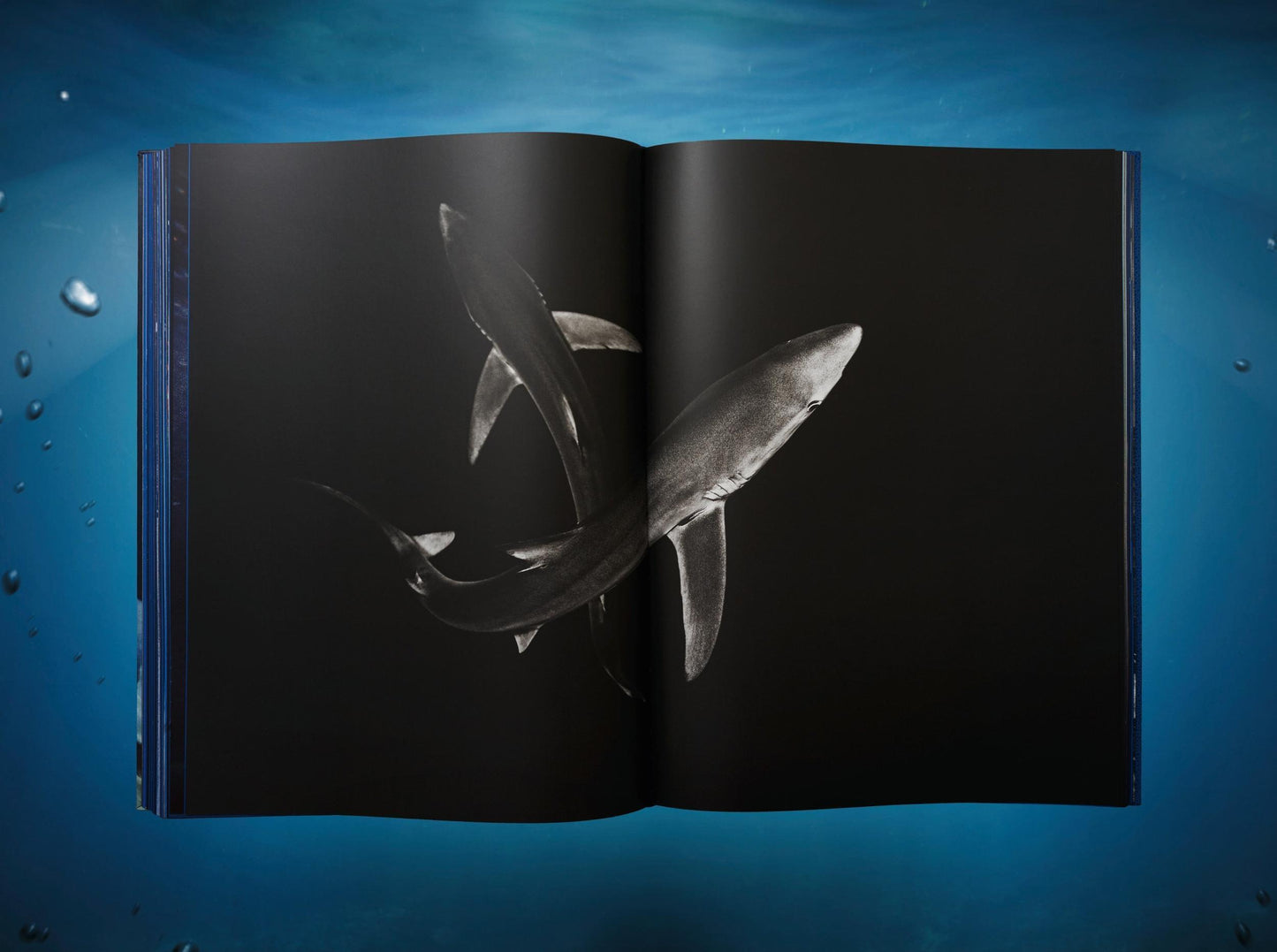 Michael Muller. Sharks, Art Edition No. 1–100 ‘Tear You Apart’ (English) (AP)