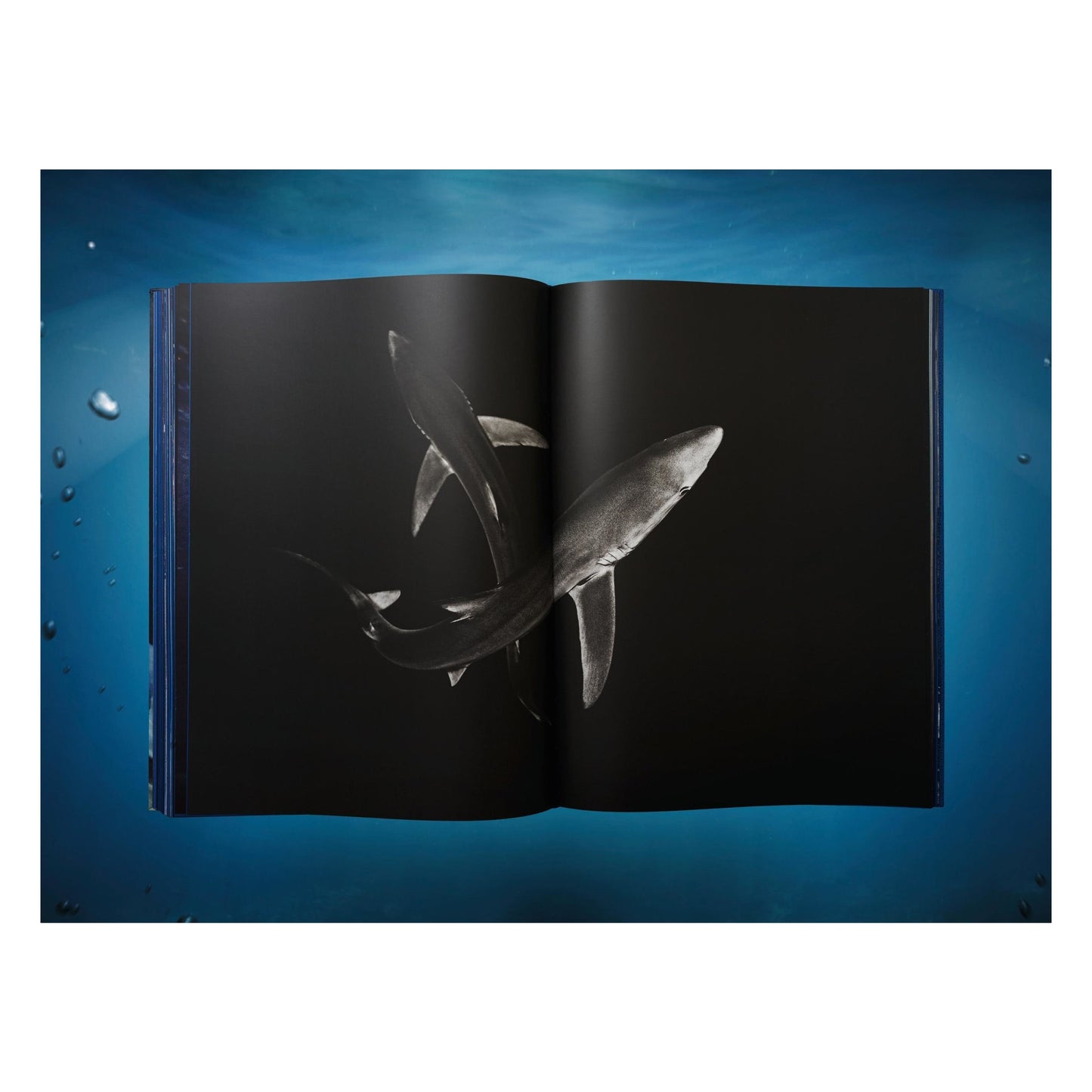 Michael Muller. Sharks, Art Edition No. 101–200 ‘Under Study’ (English)