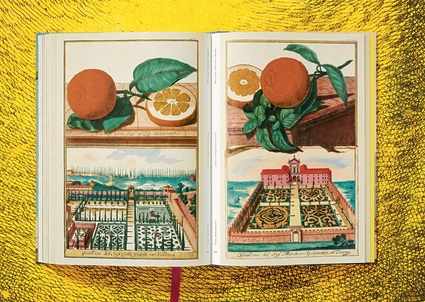 J. C. Volkamer. The Book of Citrus Fruits (German, French, English)