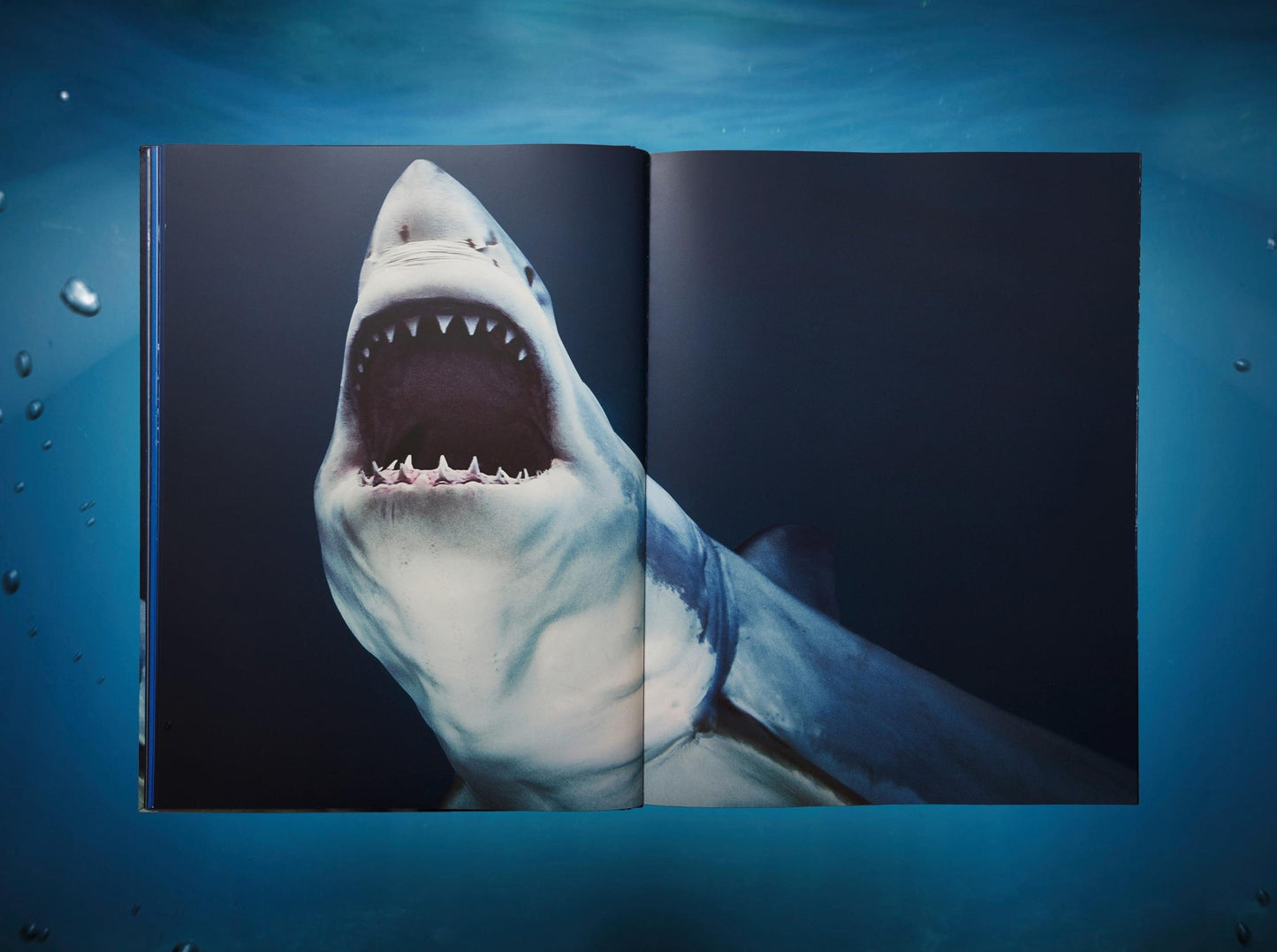 Michael Muller. Sharks, Art Edition No. 1–100 ‘Tear You Apart’ (English)