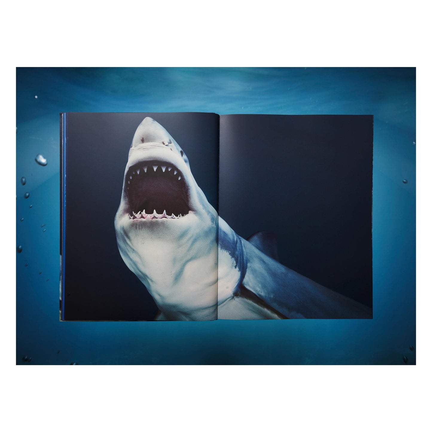Michael Muller. Sharks, Art Edition No. 1–100 ‘Tear You Apart’ (English) (AP)