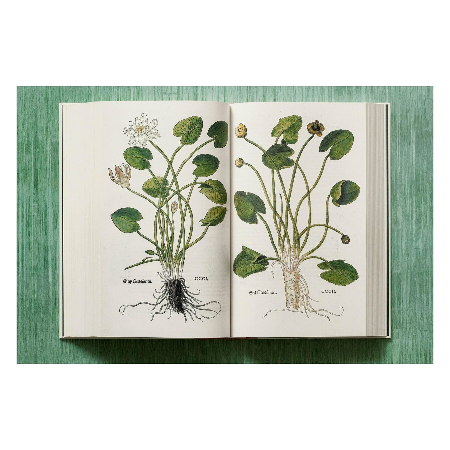 Leonhart Fuchs. The New Herbal (English)