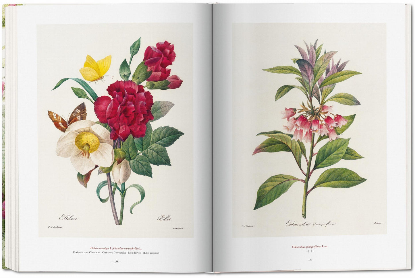 Redouté. The Book of Flowers (German, French, English)