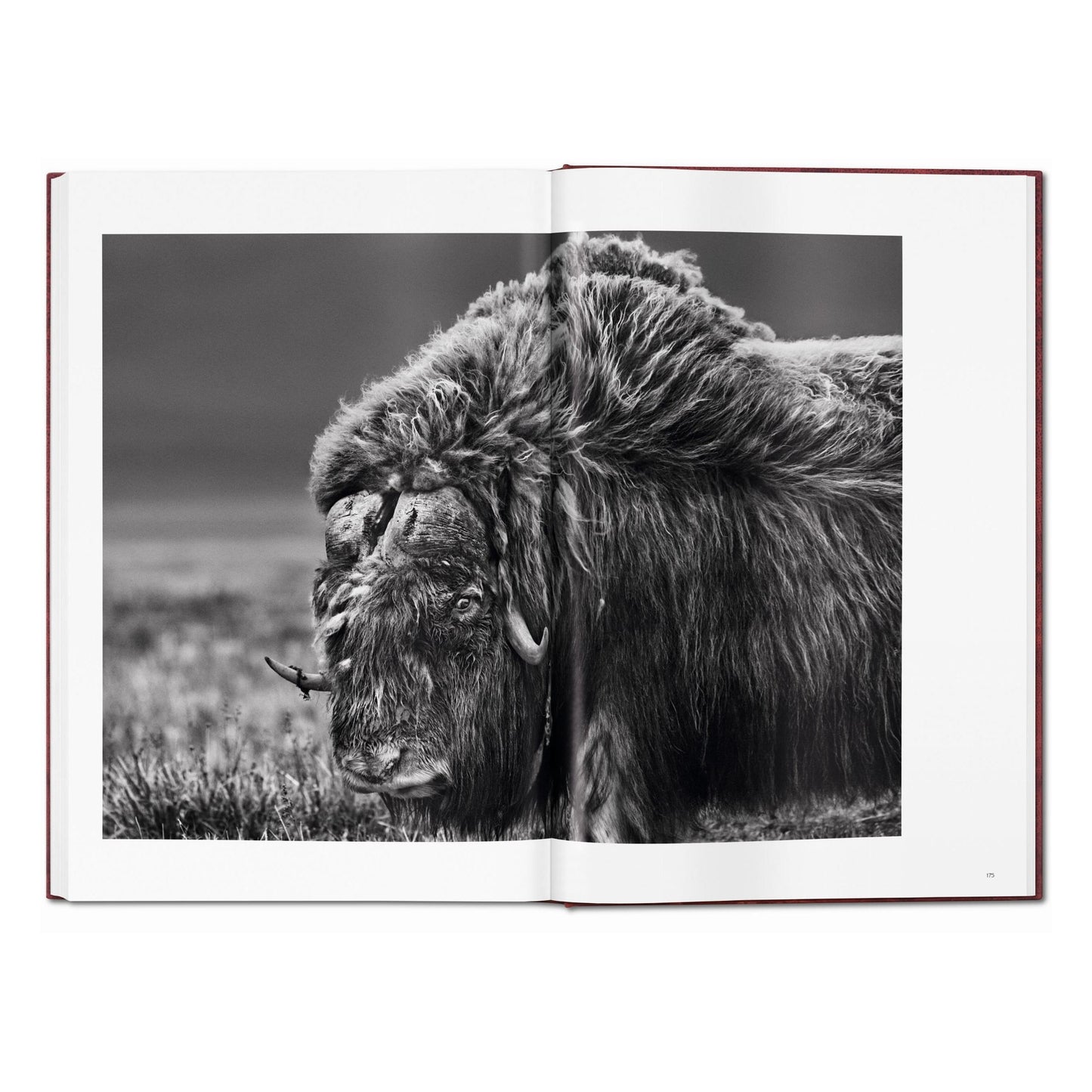 Sebastião Salgado. GENESIS, Art Edition No. 301–400 ‘Marine Iguana, Galápagos, Ecuador’ (English) (AP)