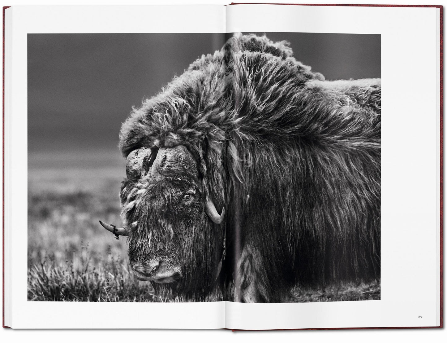 Sebastião Salgado. GENESIS, Art Edition No. 101–200 ‘North of the Ob River, Yamal Peninsula, Siberia, Russia’ (English) (AP)