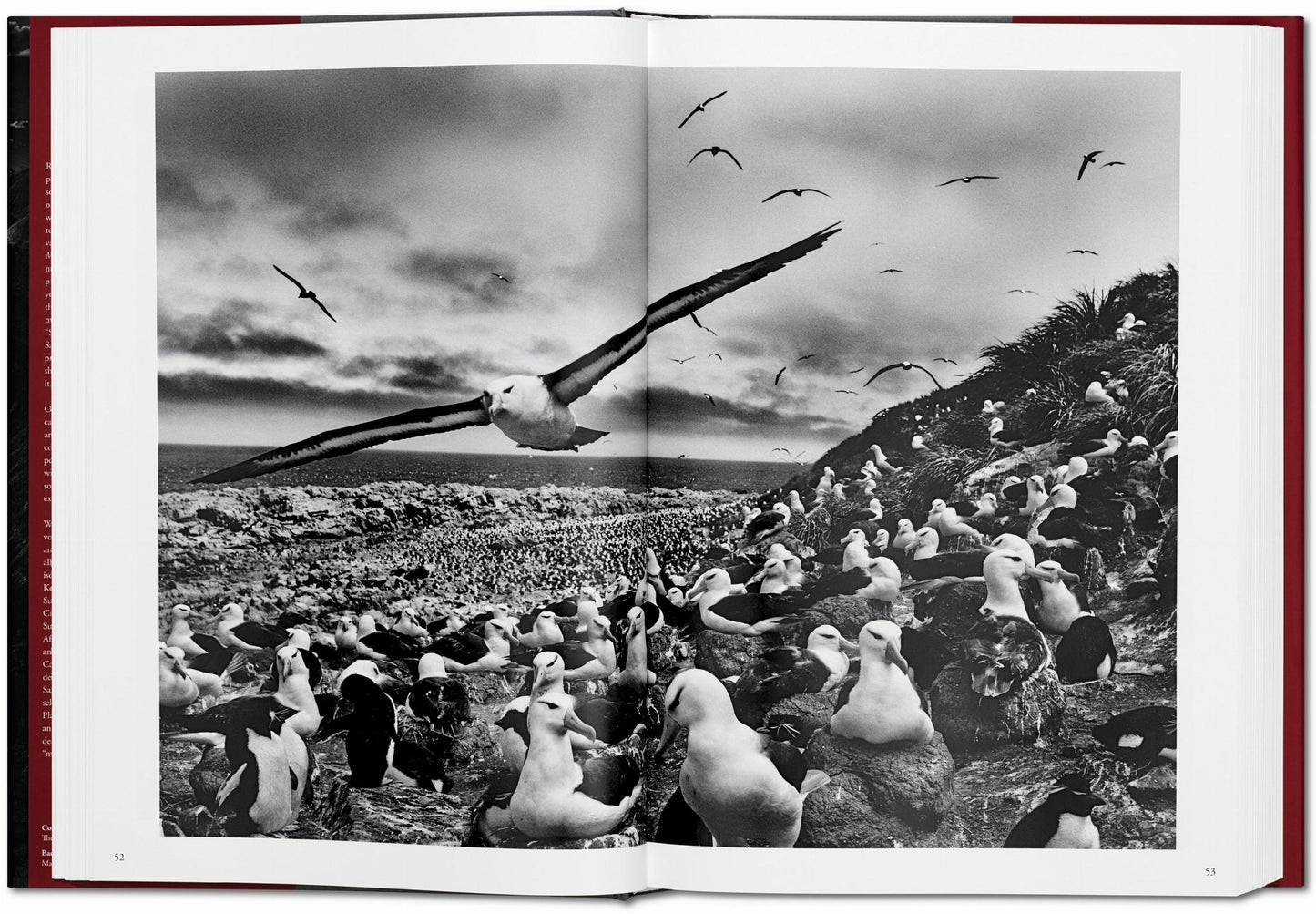 Sebastião Salgado. Genesis (English)