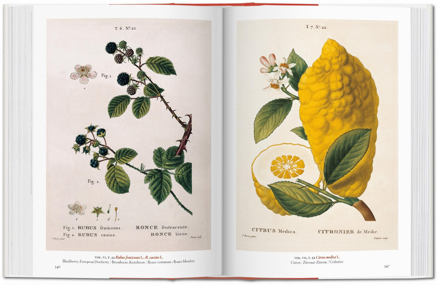 A Garden Eden. Masterpieces of Botanical Illustration. 40th Ed. (German, French, English)