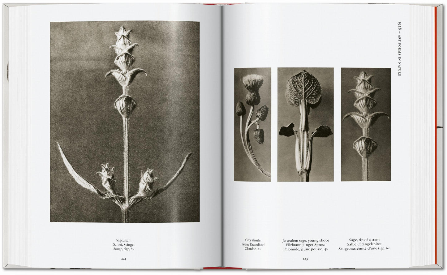 Karl Blossfeldt. The Complete Published Work. 40th Ed. (German, French, English)