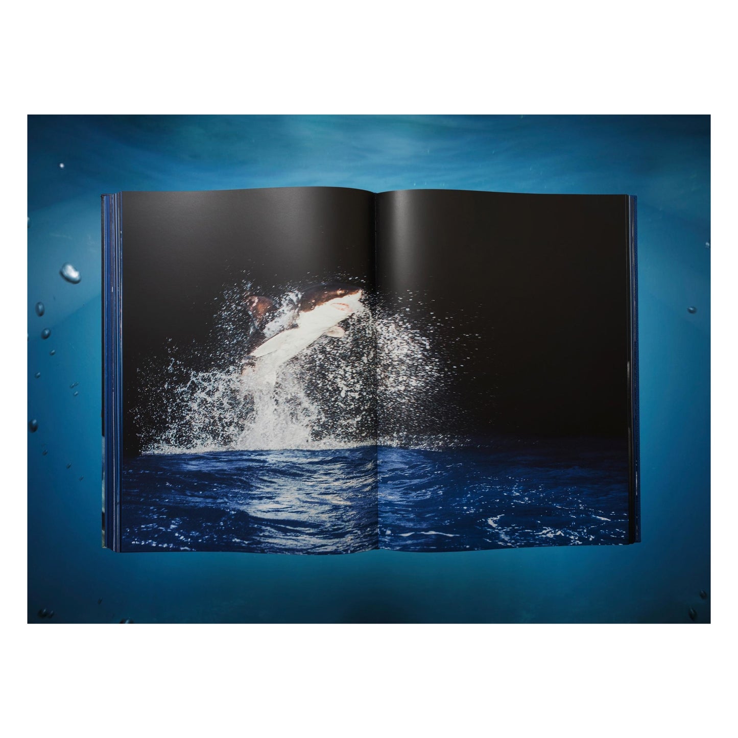 Michael Muller. Sharks, Art Edition No. 101–200 ‘Under Study’ (English) (AP)