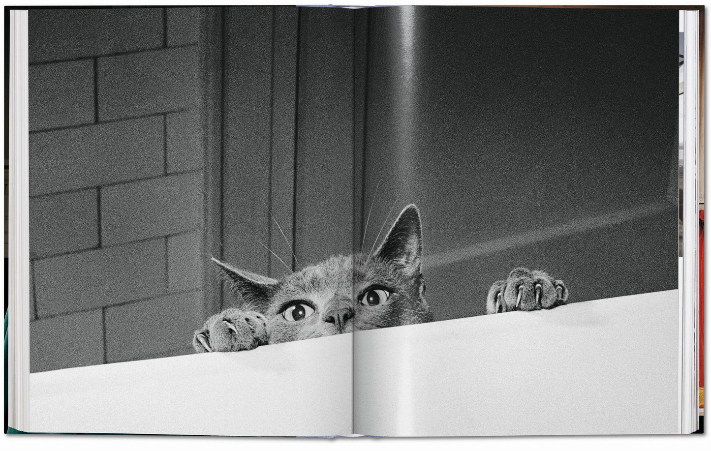 Walter Chandoha. Cats. Photographs 1942–2018 (German, French, English)