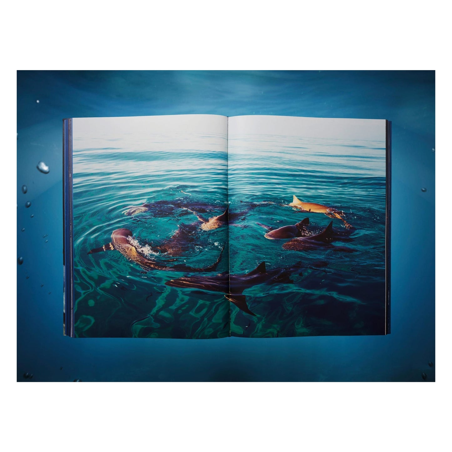 Michael Muller. Sharks, Art Edition No. 101–200 ‘Under Study’ (English)