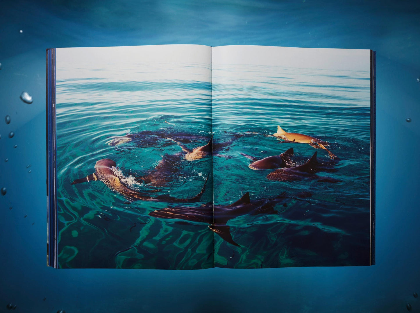 Michael Muller. Sharks, Art Edition No. 1–100 ‘Tear You Apart’ (English)