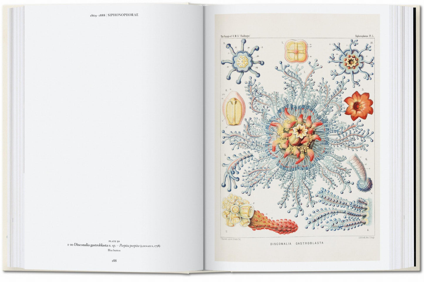 L’art et la science de Ernst Haeckel. 40th Ed. (French)