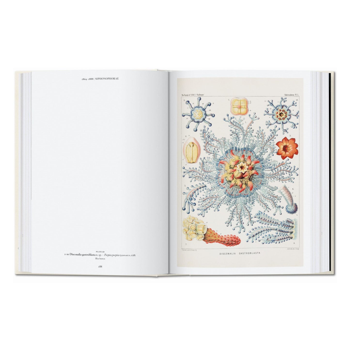 The Art and Science of Ernst Haeckel. 45th Ed. (English)