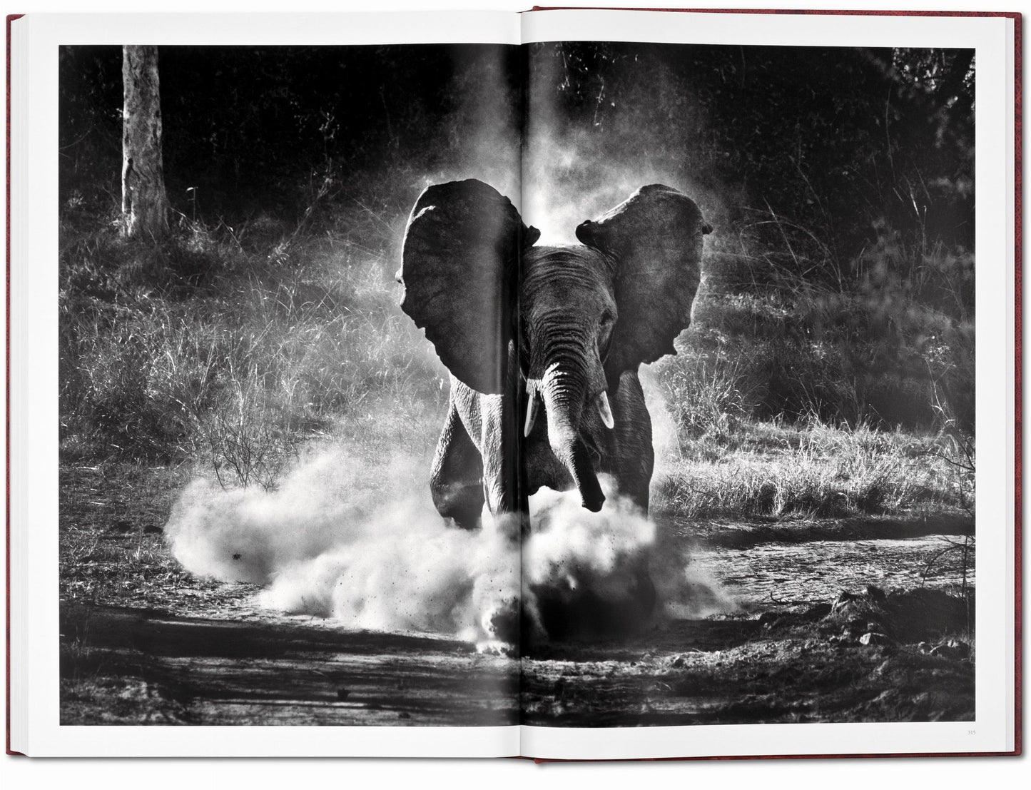 Sebastião Salgado. Genesis. Art Edition No. 301–400 ‘Marine Iguana, Galápagos, Ecuador’ (English)