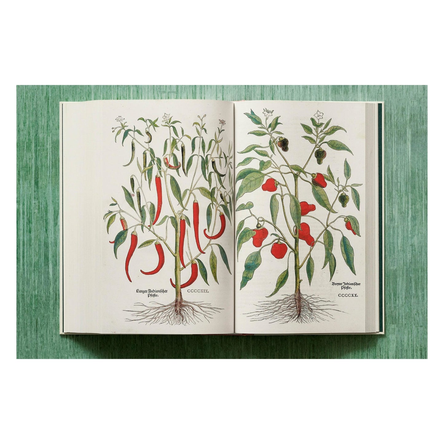 Leonhart Fuchs. The New Herbal (English)