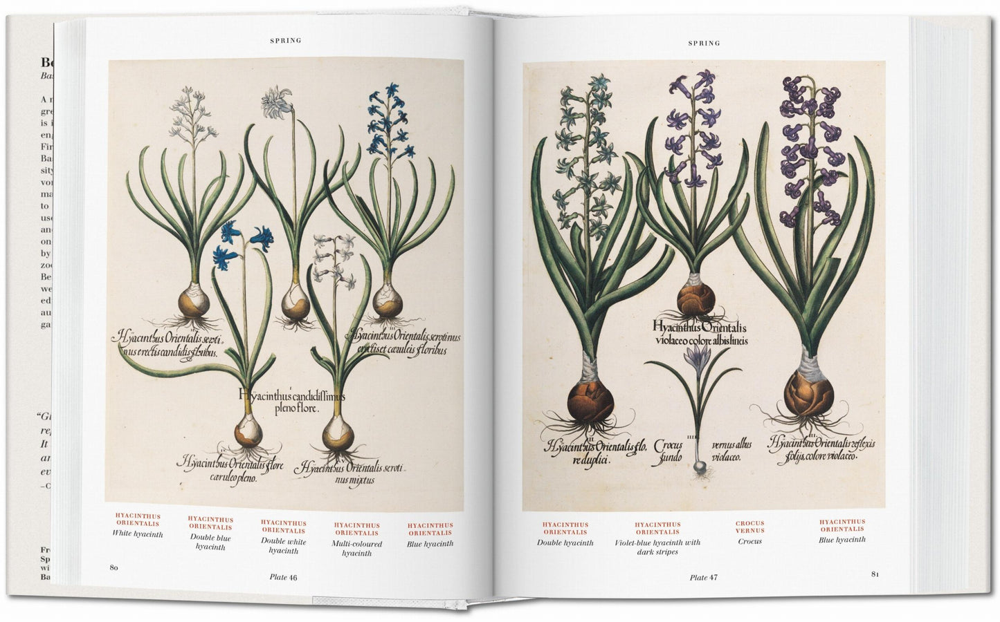 Basilius Besler. L'Herbier. Hortus Eystettensis (French)