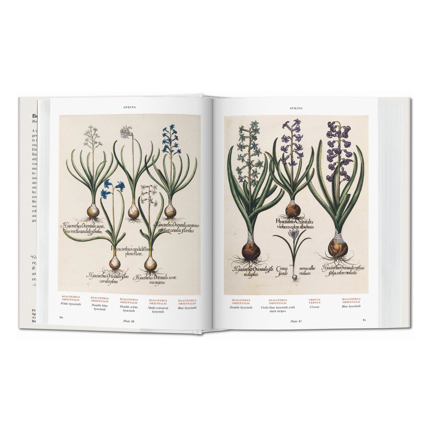 Basilius Besler. Florilegium. The Book of Plants (English)