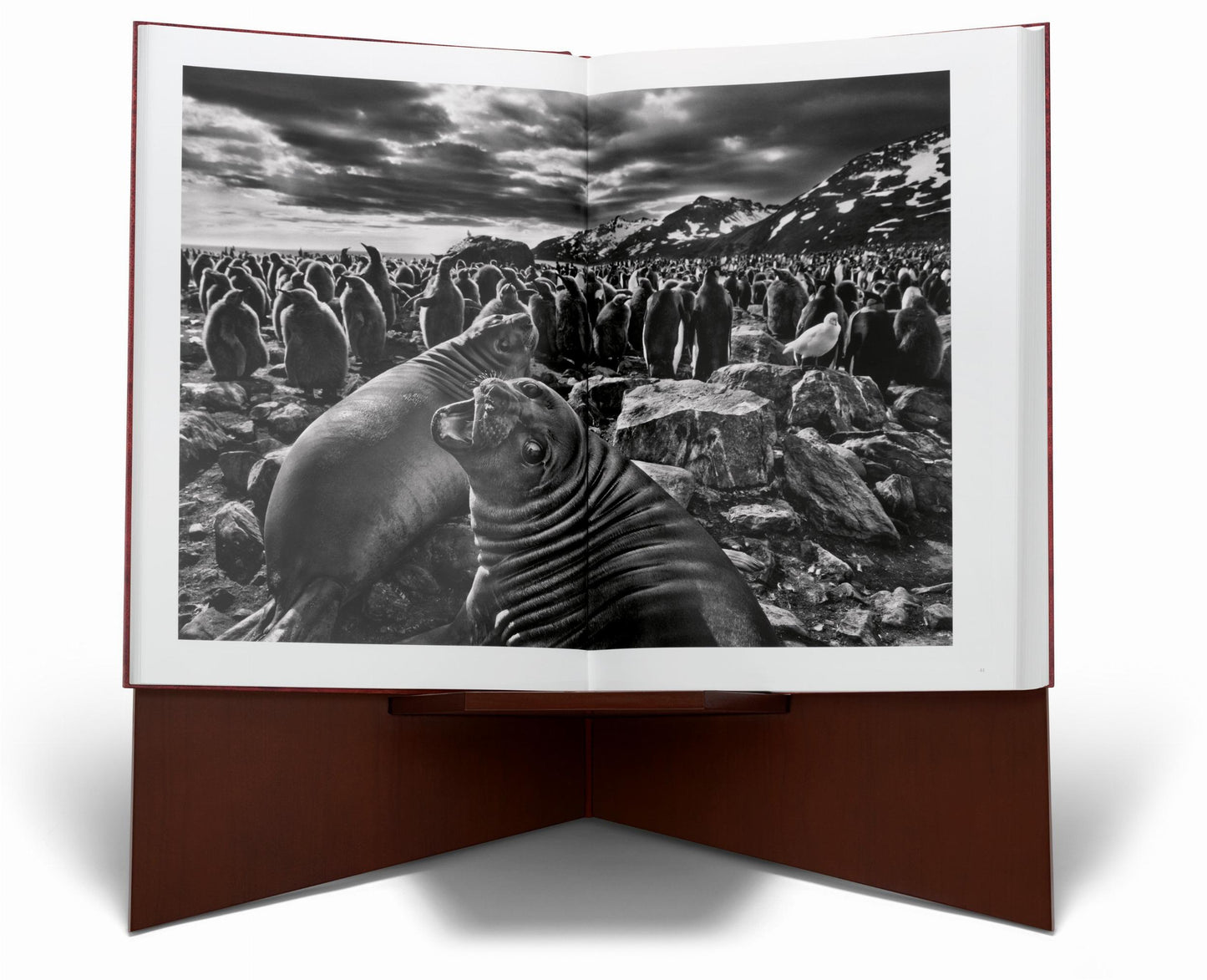 Sebastião Salgado. GENESIS, Art Edition No. 201–300 ‘Black-Browed Albatrosses, Falkland Islands’ (English) (AP)