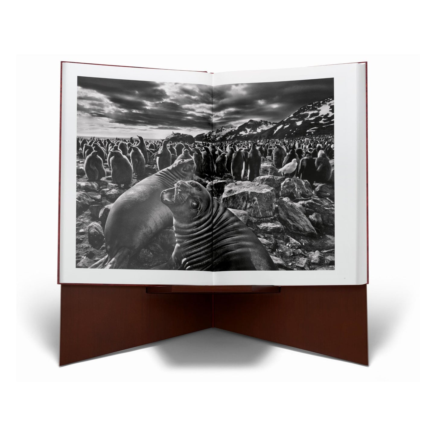 Sebastião Salgado. GENESIS, Art Edition No. 301–400 ‘Marine Iguana, Galápagos, Ecuador’ (English) (AP)