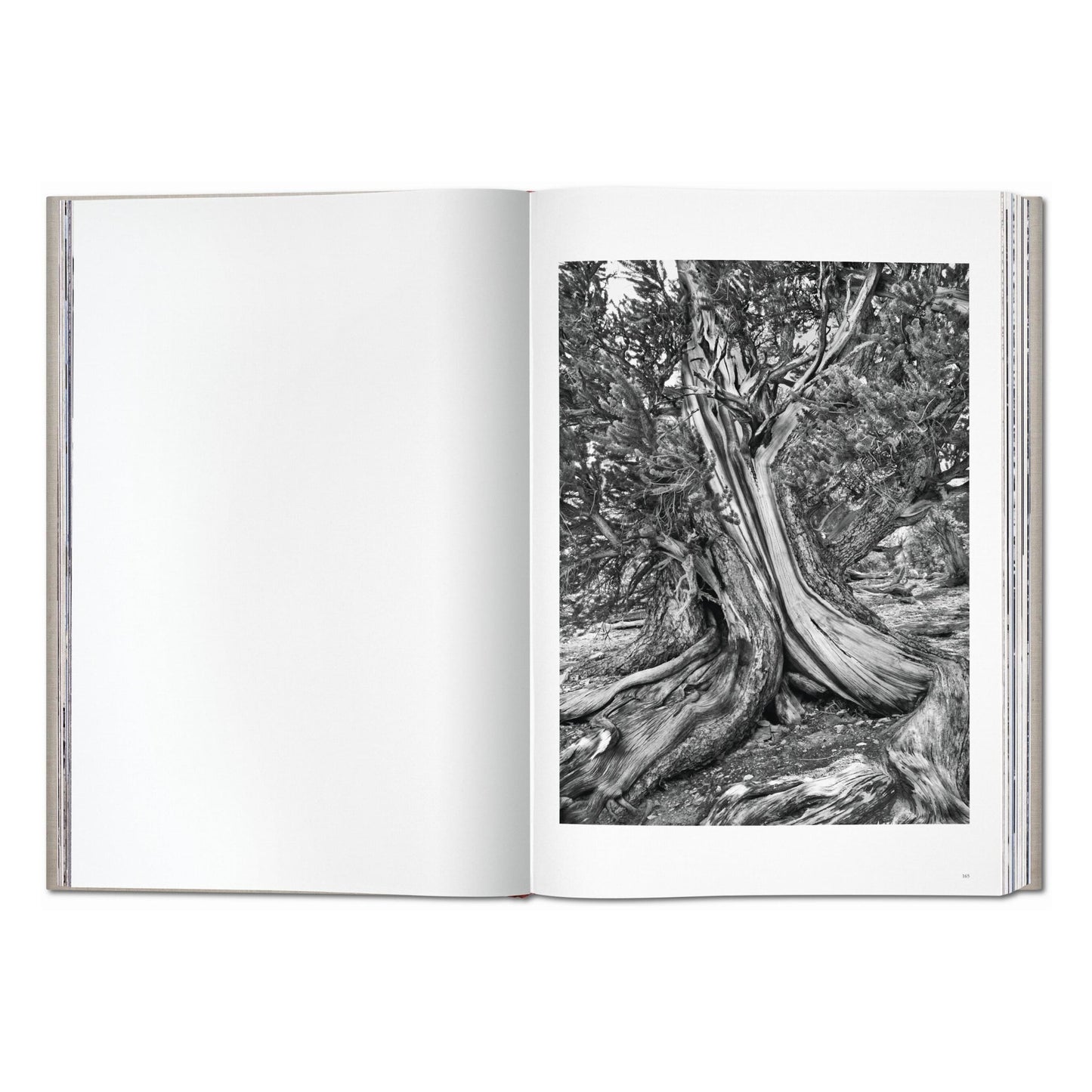 Sebastião Salgado. Genesis (English) (AP)