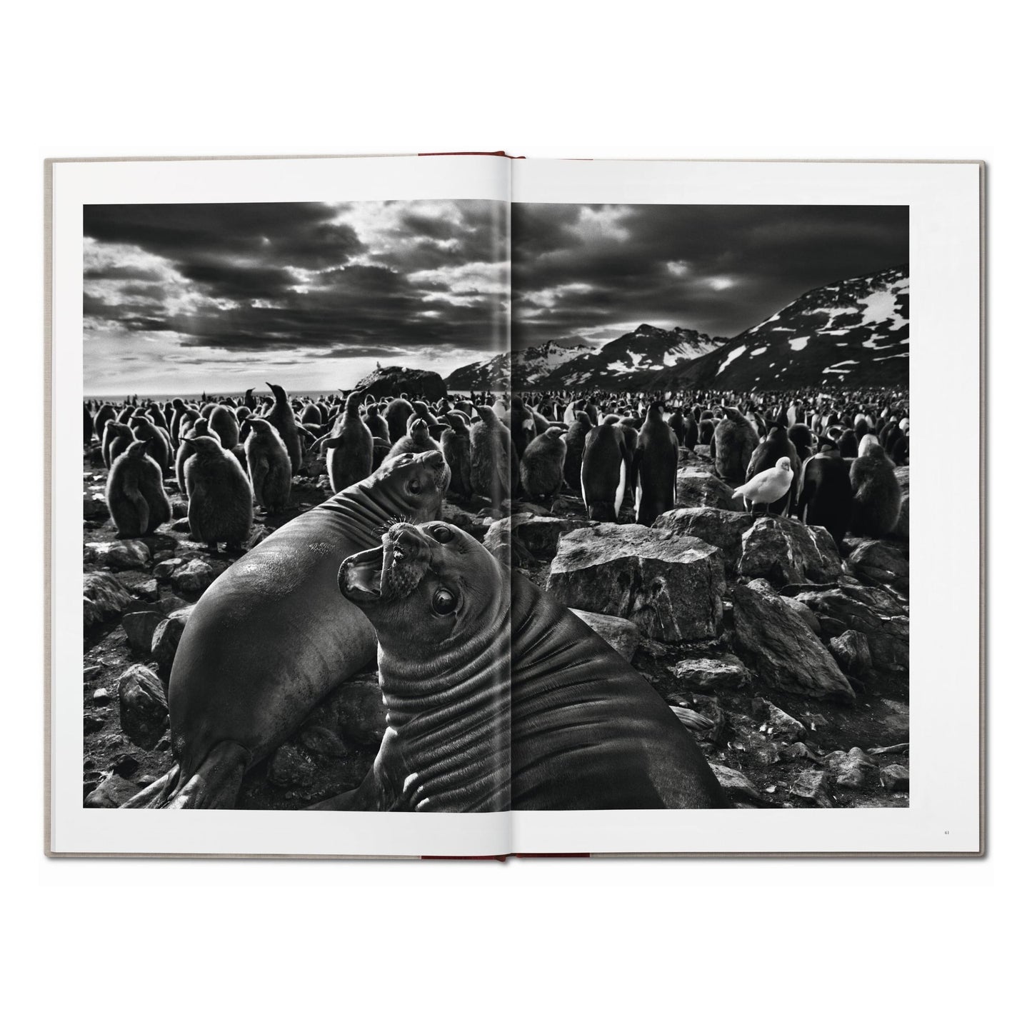 Sebastião Salgado. Genesis (English) (SA)