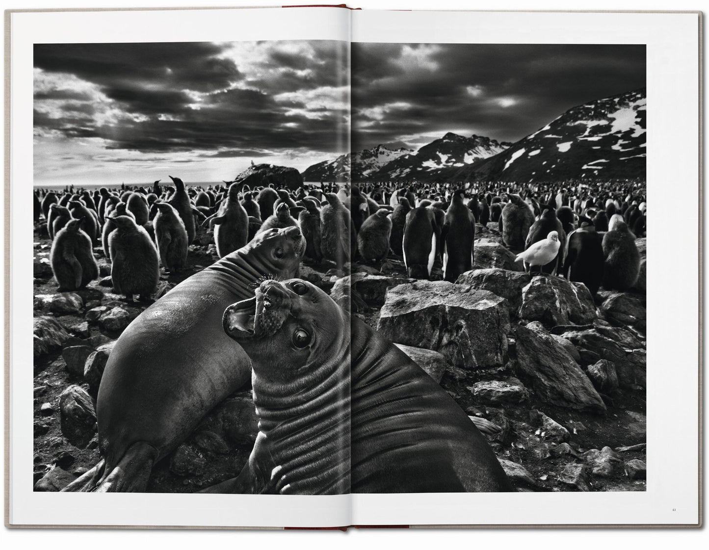 Sebastião Salgado. Genesis (English)