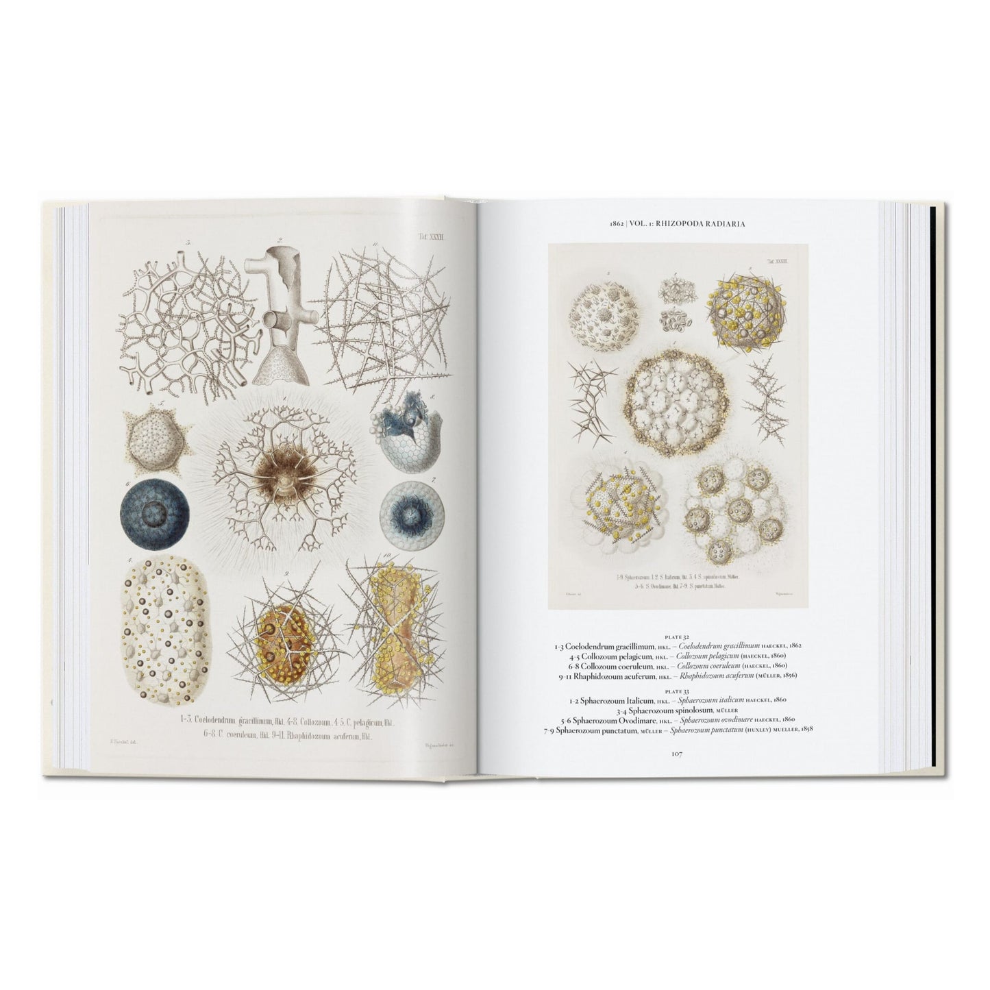 The Art and Science of Ernst Haeckel. 45th Ed. (English)