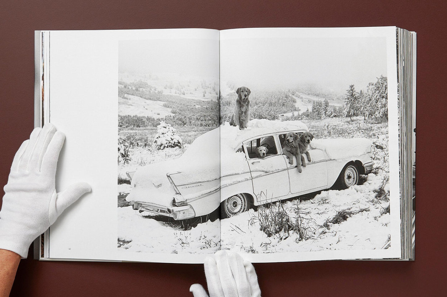 Bruce Weber. The Golden Retriever Photographic Society. Art Edition No. 1–100 ‘Little Bear Ranch, Montana, 1996’ (German, French, English) (SA)