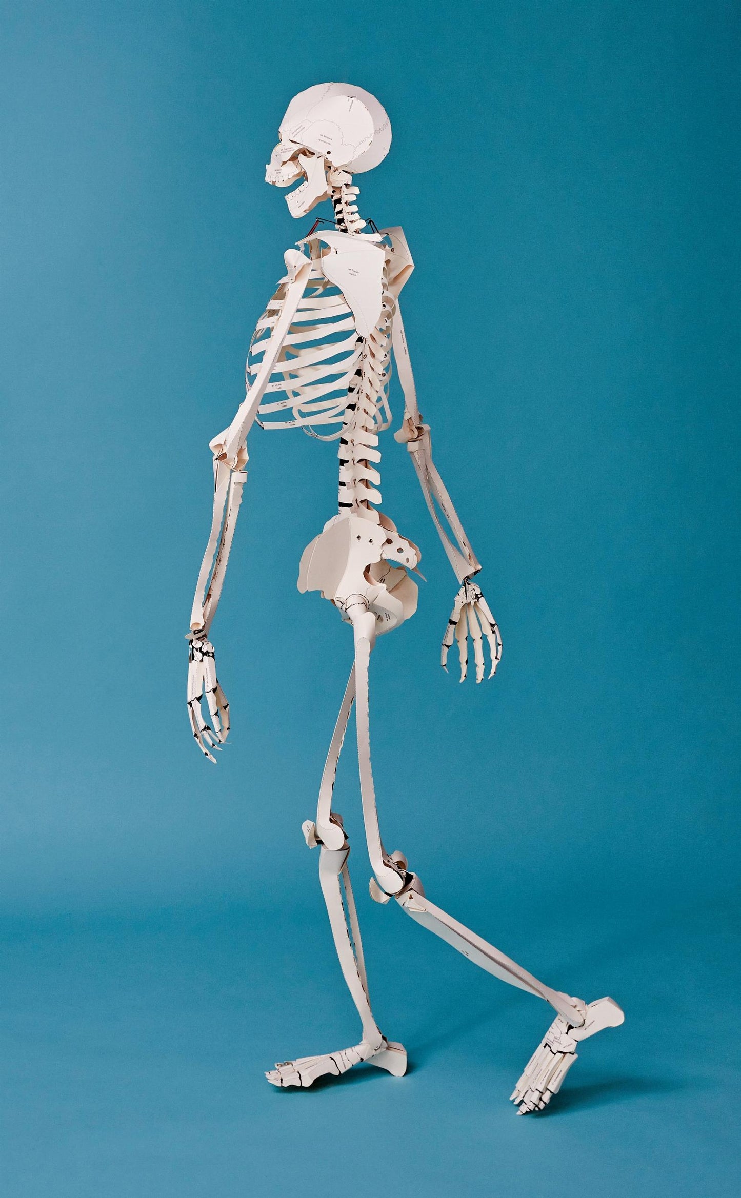 Build Your Own Human Skeleton (German, Spanish, French, English, Italian)