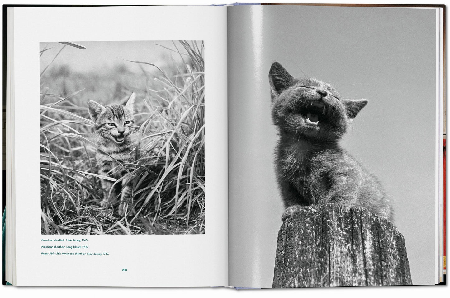 Walter Chandoha. Cats. Photographs 1942–2018 (German, French, English)