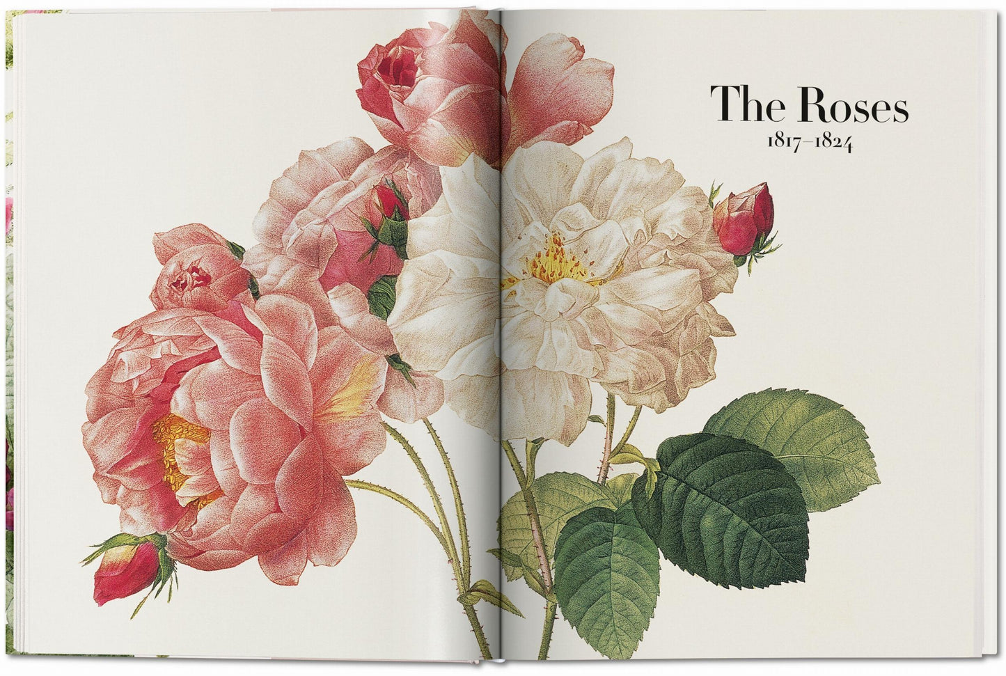 Redouté. The Book of Flowers (German, French, English)