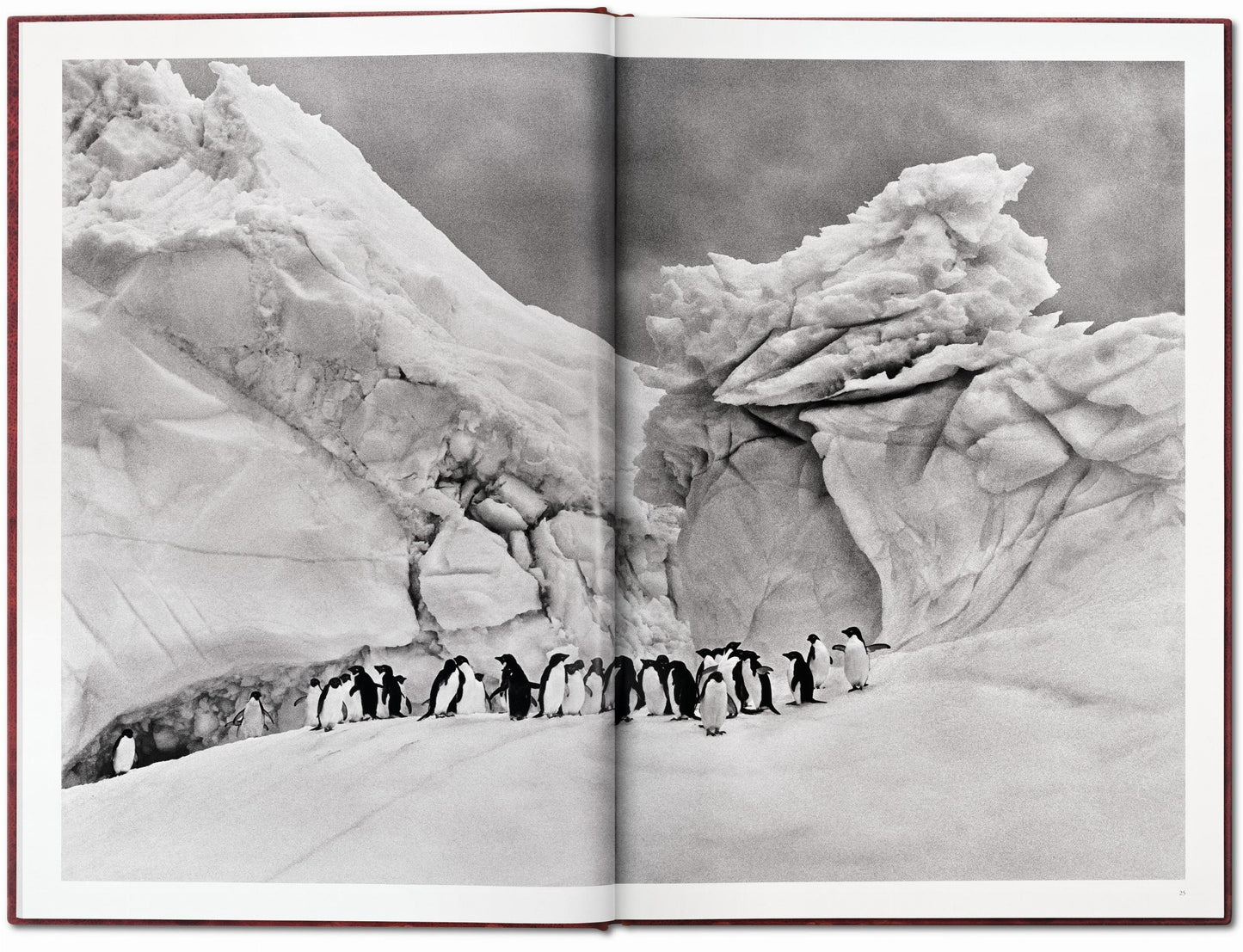 Sebastião Salgado. Genesis. Art Edition No. 201–300 ‘Black-Browed Albatrosses, Falkland Islands’ (English)