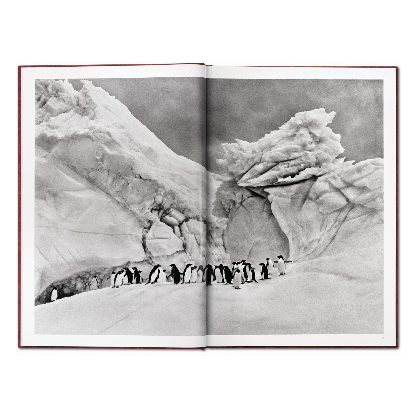 Sebastião Salgado. GENESIS, Art Edition No. 201–300 ‘Black-Browed Albatrosses, Falkland Islands’ (English) (AP)