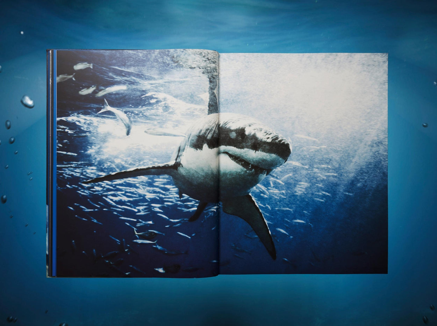 Michael Muller. Sharks, Art Edition No. 101–200 ‘Under Study’ (English)