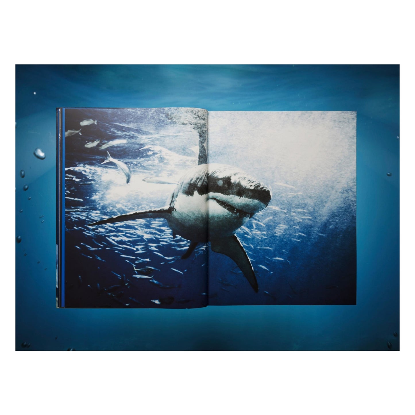 Michael Muller. Sharks (English) (AP)